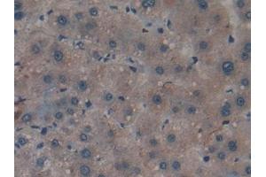 Detection of APOA2 in Human Liver Tissue using Polyclonal Antibody to Apolipoprotein A2 (APOA2) (APOA2 抗体  (AA 24-100))
