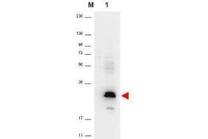 Western blot using  anti-Human MIP-3a antibody shows detection of a band ~26 kDa in size corresponding to recom-binant human MIP-3a (lane 1). (CCL20 抗体)