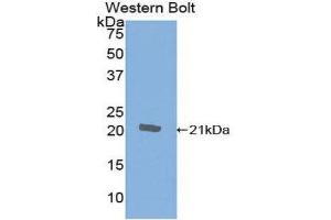 Western Blotting (WB) image for anti-Cytotoxic T-Lymphocyte-Associated Protein 4 (CTLA4) (AA 41-192) antibody (ABIN1858527) (CTLA4 抗体  (AA 41-192))