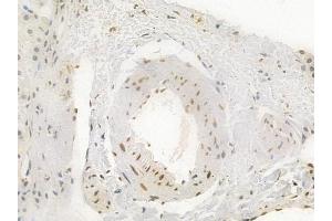 ABIN6256578 and ABIN6274059 at 1/100 staining human normal liver tissue by IHC-P.