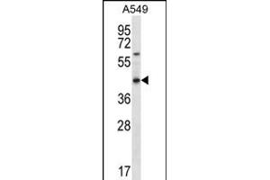 Western Blotting (WB) image for anti-Olfactory Receptor, Family 51, Subfamily S, Member 1 (OR51S1) (AA 213-241), (C-Term) antibody (ABIN656251)