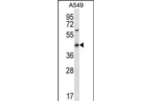 OR51S1 Antibody (C-term) (ABIN656251 and ABIN2845566) western blot analysis in A549 cell line lysates (35 μg/lane). (OR51S1 抗体  (C-Term))