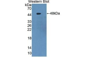 Western Blotting (WB) image for anti-serpin Peptidase Inhibitor, Clade F (Alpha-2 Antiplasmin, Pigment Epithelium Derived Factor), Member 1 (SERPINF1) (AA 21-415) antibody (ABIN1869767) (PEDF 抗体  (AA 21-415))