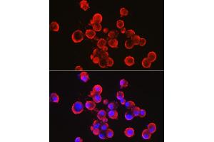 Immunofluorescence (IF) image for anti-Synuclein, alpha (SNCA) (AA 61-140) antibody (ABIN6148190)