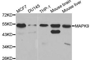 Western blot analysis of extracts of various cell lines, using MAPK9 antibody. (JNK2 抗体  (AA 1-424))