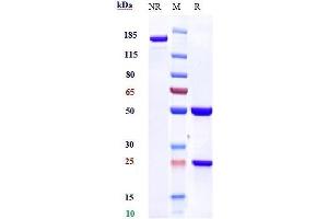 Anti-PDCD1 / PD-1 / CD279 Reference Antibody (nivolumab) on SDS-PAGE under reducing (R) condition. (Recombinant PDCD1 (Nivolumab Biosimilar) 抗体)