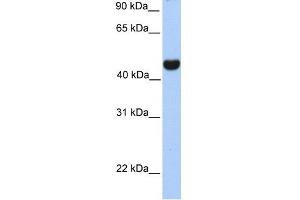 RTN4 antibody used at 1 ug/ml to detect target protein. (Reticulon 4 抗体  (Middle Region))