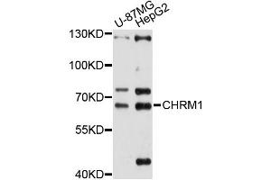 Western blot analysis of extracts of various cell lines, using CHRM1 antibody (ABIN5997442) at 1/1000 dilution. (CHRM1 抗体)