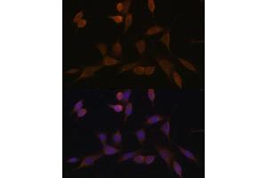 Immunofluorescence analysis of NIH-3T3 cells using NDUF Polyclonal Antibody (ABIN7268804) at dilution of 1:100 (40x lens). (NDUFA5 抗体  (AA 1-116))