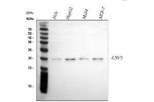 Western blot analysis of G-CSF/CSF3 using anti-G-CSF/CSF3 antibody (ABIN3042762). (G-CSF 抗体  (AA 38-207))