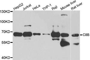 Western blot analysis of extract of various cells, using C8B antibody. (C8B 抗体)