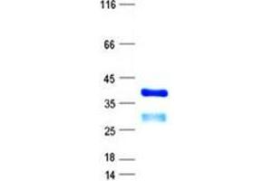 Validation with Western Blot (ETV2 Protein (His tag))