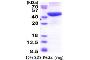 phosphoribosyl Pyrophosphate Synthetase-Associated Protein 2 (PRPSAP2) (AA 1-369) protein (His tag)