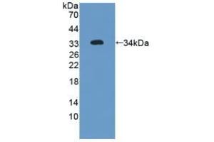 Detection of Recombinant FLNa, Human using Polyclonal Antibody to Filamin A Alpha (FLNa) (Filamin A 抗体  (AA 2-274))