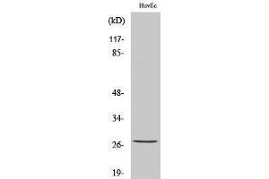 Western Blotting (WB) image for anti-Heat Shock 27kDa Protein 1 (HSPB1) (pSer82) antibody (ABIN3182035) (HSP27 抗体  (pSer82))