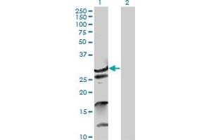 Western Blot analysis of ZNF397 expression in transfected 293T cell line by ZNF397 MaxPab polyclonal antibody. (ZNF397 抗体  (AA 1-275))