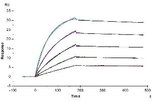 Human IL-17R alpha, hFc Tag captured on CM5 Chip via protein A can bind Biotinylated Human IL-17A, His-Avi Tag with an affinity constant of 2.