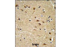 EDIL3 Antibody IHC analysis in formalin fixed and paraffin embedded brain tissue followed by peroxidase conjugation of the secondary antibody and DAB staining. (EDIL3 抗体  (AA 337-365))