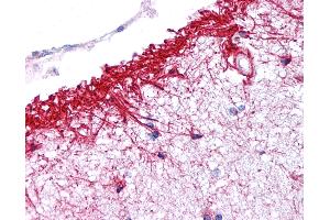 Anti-NLRP14 antibody IHC of human brain, cortex. (NLRP14 抗体  (N-Term))