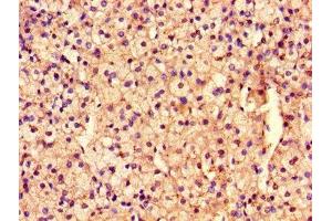 Immunohistochemistry of paraffin-embedded human adrenal gland tissue using ABIN7167968 at dilution of 1:100 (ARHGEF12 抗体  (AA 1302-1501))