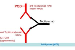 Image no. 1 for Tocilizumab specific ELISA Kit (ABIN3172724) (Tocilizumab specific ELISA 试剂盒)