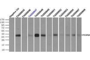 Image no. 10 for anti-Fc gamma RII (CD32) antibody (ABIN1497254) (Fc gamma RII (CD32) 抗体)