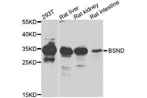 Western blot analysis of extracts of various cells, using BSND antibody. (BSND 抗体)