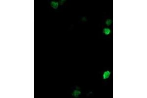 Image no. 4 for anti-COP9 Signalosome Complex Subunit 6 (COPS6) (AA 58-327) antibody (ABIN1491601) (COPS6 抗体  (AA 58-327))