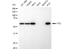 anti-Fat Mass and Obesity-Associated (FTO) antibody
