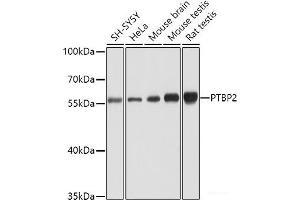 Western blot analysis of extracts of various cell lines using PTBP2 Polyclonal Antibody at dilution of 1:1000. (PTBP2 抗体)