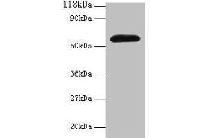 Western blot All lanes: Angpt2 antibody at 2 μg/mL + Mouse lung tissue Secondary Goat polyclonal to rabbit IgG at 1/10000 dilution Predicted band size: 57 kDa Observed band size: 57 kDa
