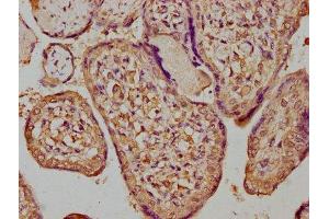 IHC image of ABIN7154398 diluted at 1:300 and staining in paraffin-embedded human placenta tissue performed on a Leica BondTM system. (CSF3R 抗体  (AA 117-337))