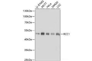 Western blot analysis of extracts of various cell lines using RCC1 Polyclonal Antibody at dilution of 1:1000. (RCC1 抗体)