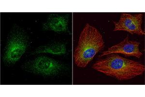 ICC/IF Image ALPPL2 antibody detects ALPPL2 protein at cytoplasm by immunofluorescent analysis. (ALPPL2 抗体  (Center))