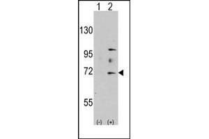 Image no. 1 for anti-MYST Histone Acetyltransferase 2 (MYST2) (N-Term) antibody (ABIN356663) (MYST2 抗体  (N-Term))