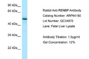 Western Blotting (WB) image for anti-Renin Binding Protein (RENBP) (N-Term) antibody (ABIN2789758) (RENBP 抗体  (N-Term))
