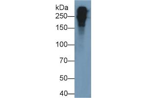 Detection of FN in Mouse Plasma using Polyclonal Antibody to Fibronectin (FN) (Fibronectin 抗体  (AA 2117-2236))