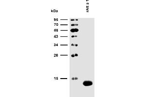 Reactivity of rAlt a 1 with sIgE antibodies in plasma of a patient with confirmed presence (routine clinical test) of specific IgE antibodies to Alternaria alternata allergen extract.