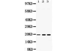 Western Blotting (WB) image for anti-Activated RNA Polymerase II Transcriptional Coactivator p15 (SUB1) (AA 96-127), (C-Term) antibody (ABIN4886733)