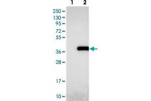 Western blot analysis of Lane 1: Negative control (vector only transfected HEK293T lysate), Lane 2: Over-expression Lysate (Co-expressed with a C-terminal myc-DDK tag (~3. (NUDT22 抗体)
