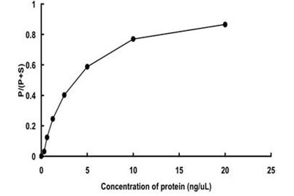 NEK1 Protein (AA 1-505) (GST tag)