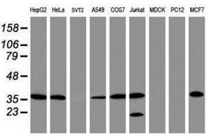 Image no. 2 for anti-Apurinic/Apyrimidinic Endonuclease 1 (APEX1) (AA 1-242) antibody (ABIN1490625) (APEX1 抗体  (AA 1-242))