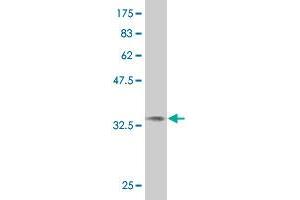 Western Blotting (WB) image for anti-N-Myc (And STAT) Interactor (NMI) (AA 1-100) antibody (ABIN522559)