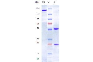 Anti-EFNA4 Reference Antibody (PF-06647263) on SDS-PAGE under reducing (R) condition.
