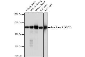 Western blot analysis of extracts of various cell lines, using Aconitase 2   Rabbit mAb (ABIN7265379) at 1:1000 dilution. (ACO2 抗体)