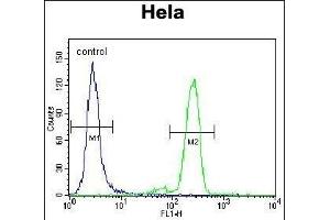 L Sumoylation Site Antibody (ABIN389073 and ABIN2839274) flow cytometric analysis of Hela cells (right histogram) compared to a negative control cell (left histogram). (PML 抗体  (Sumoylation Site))