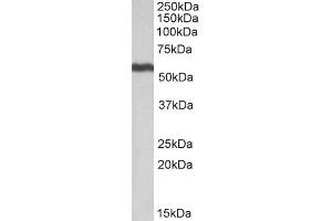 ABIN571252 (0. (ALDH5A1 抗体  (AA 485-496))