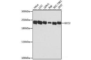 Western blot analysis of extracts of various cell lines using GCC2 Polyclonal Antibody at dilution of 1:3000. (GCC2 抗体)