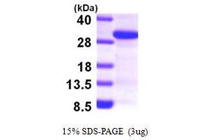 SCAND1 Protein (AA 1-179) (His tag)