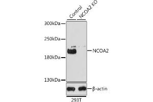 Western blot analysis of extracts from normal (control) and NCO knockout (KO) 293T cells, using NCO antibody (ABIN6129656, ABIN6144413, ABIN6144414 and ABIN7101354) at 1:1000 dilution. (NCOA2 抗体  (AA 550-820))